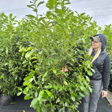 Vavrínovec lekársky ‘Novita’ (Prunus laurocerasus ‘Novita’)