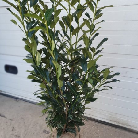 Vavrínovec lekársky ‘Elly’ (Prunus laurocerasus ‘Elly’)