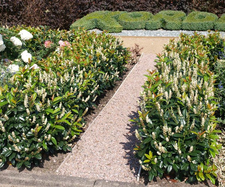 Vavrínovec lekársky ‘Kleopatra’ (Prunus laurocerasus ‘Kleopatra’)