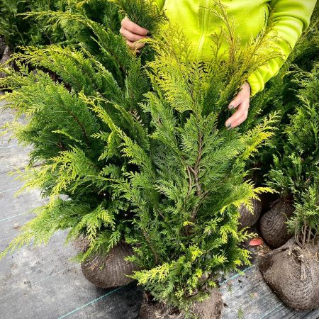 Cypruštek Lawsonov (Chamaecyparis lawsoniana) 'Stardust'