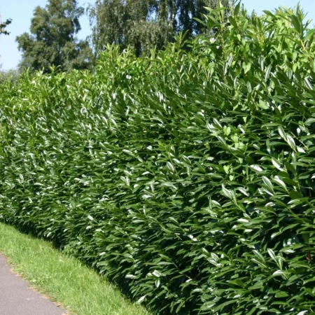 Vavrínovec lekársky ‘Caucasica’ (Prunus laurocerasus ‘Caucasica’)