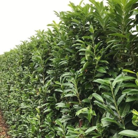Vavrínovec lekársky ‘Genolia’ (Prunus laurocerasus ‘Genolia’)