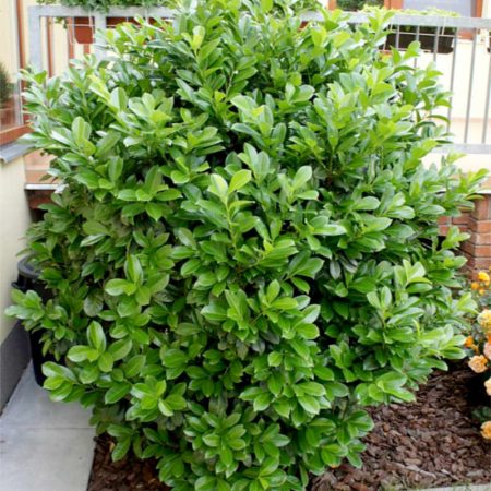 Vavrínovec lekársky ‘Etna’ (Prunus laurocerasus ‘Etna’)