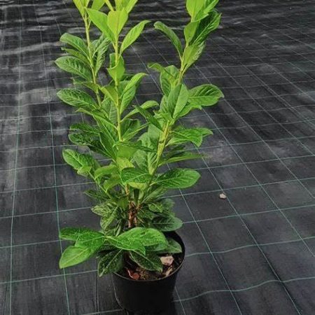 Vavrínovec lekársky ‘Novita’ (Prunus laurocerasus ‘Novita’)