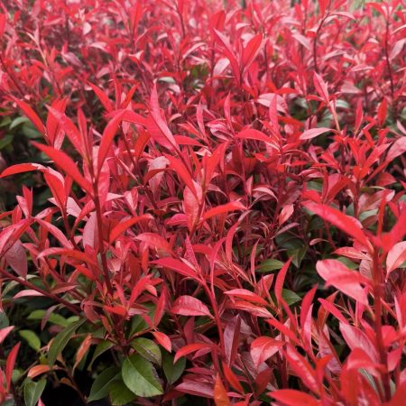 Photinia 'Carre Rouge'