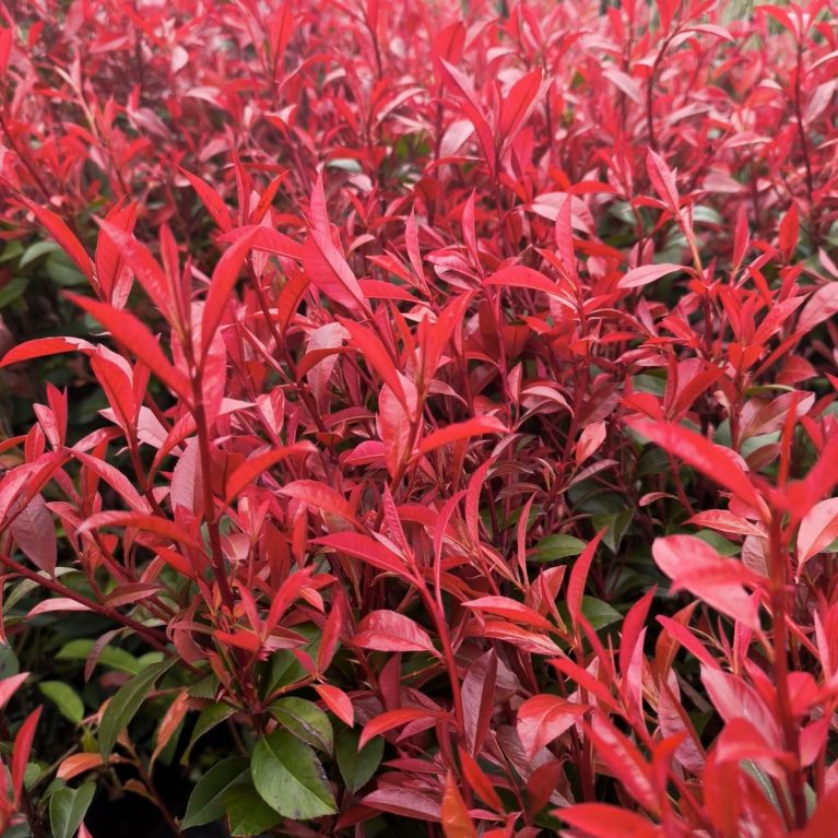 Photinia 'Carre Rouge'