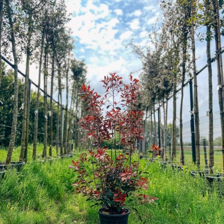 Photinia 'Red Robin'