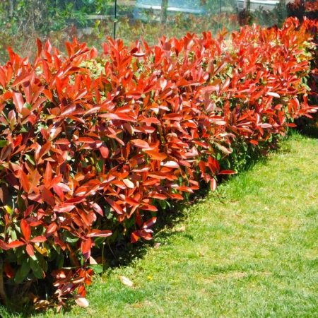 Photinia 'Little Red Robin'