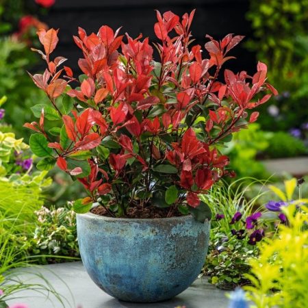 Photinia fraseri 'Little Robin' – tvar guľa