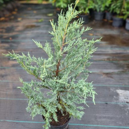 Borievka virgínska ‘Moonglow’ (Juniperus virginiana ‘Moonglow’)