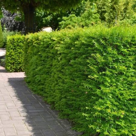 Tis obyčajný (Taxus baccata)
