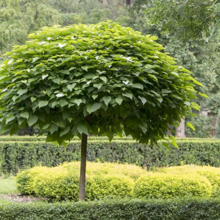 Catalpa bignonioides 'Nana' – Prírodný slnečník pre vašu záhradu!