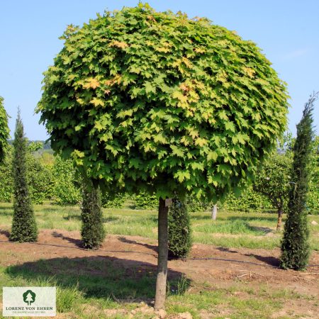 Javor platanolistý  gula- Acer platanoides globosum