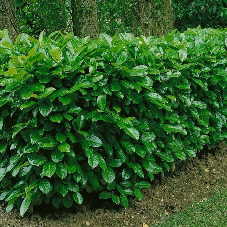 Vavrínovec lekársky ‘Rotundifolia’ (Prunus laurocerasus ‘Rotundifolia’)