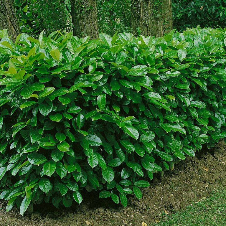 Vavrínovec lekársky ‘Rotundifolia’ (Prunus laurocerasus ‘Rotundifolia’)