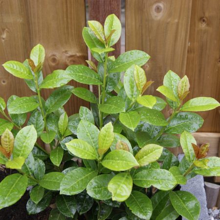Vavrínovec lekársky ‘Antonius’ (Prunus laurocerasus ‘Antonius’)