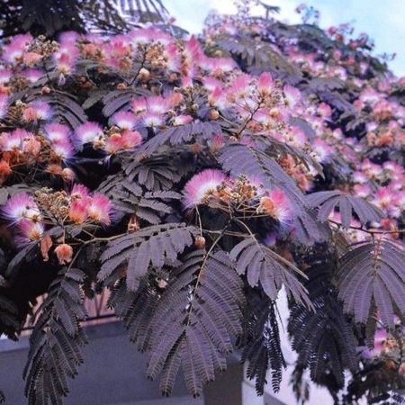 Albizia julibrissin 'Summer Chocolate' – Exotická krása s čokoládovými listami!