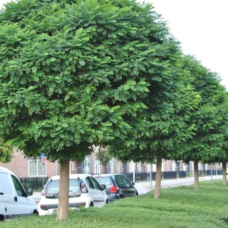 Agát Robinia pseudoacacia 'Umbraculifera' – Elegantný guľovitý akáciový strom