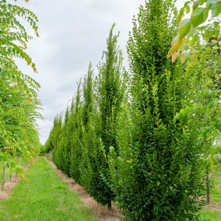 Carpinus betulus fastigiata  -hrab obyčajny stpovity