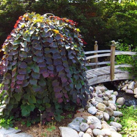 Cercis canadensis 'Ruby Falls' – Previsnutý červený judášovec s čarovným kvetom!