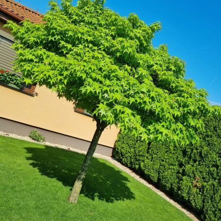 Ambrovník styraxový ‘Gum Ball’ (Liquidambar styraciflua ‘Gum Ball’)