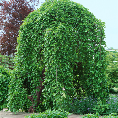 Moruša previsnutá (Morus alba 'Pendula')