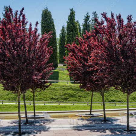 Slivka čerešnoplodna-Prunus cerasifera 'Pissardii Nigra'