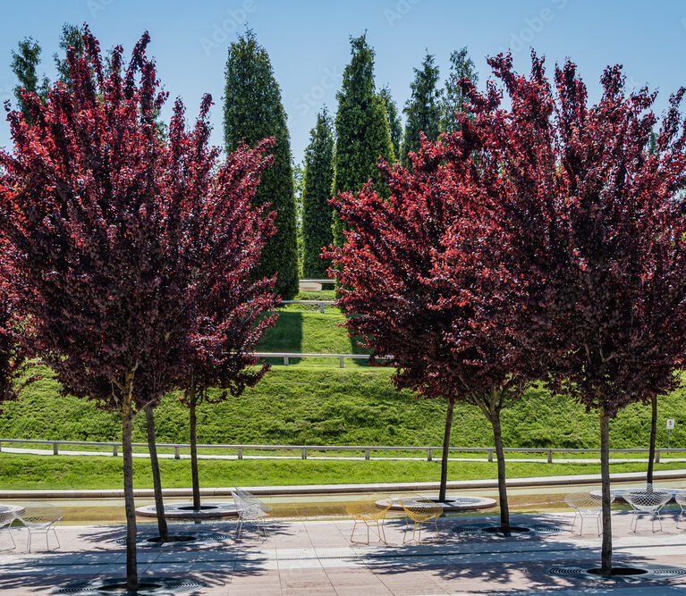 Slivka čerešnoplodna-Prunus cerasifera 'Pissardii Nigra'