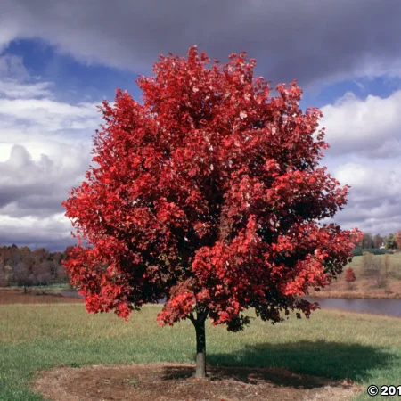 Acer rubrum 'Somerset' – Javor s ohnivou jesennou krásou!