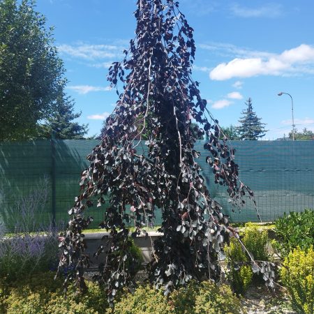 Převislý buk lesní- Fagus sylvatica 'PURPLE FOUNTAIN'