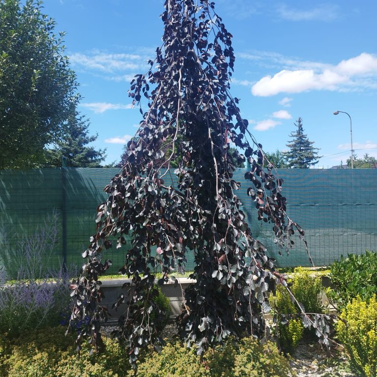Převislý buk lesní- Fagus sylvatica 'PURPLE FOUNTAIN'