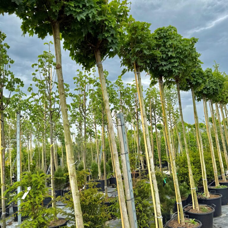 Javor platanolistý  Gula- Acer platanoides Globosum