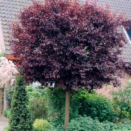 Slivka čerešnoplodna-Prunus cerasifera 'Pissardii Nigra'