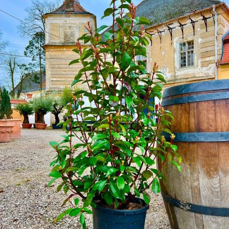 Photinia 'Compacta Robusta'