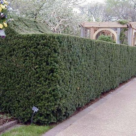 Tis prostredný 'Hicksii' (Taxus media 'Hicksii')