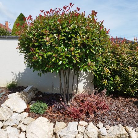 Photinia fraseri 'Red Robin' – viackmeň