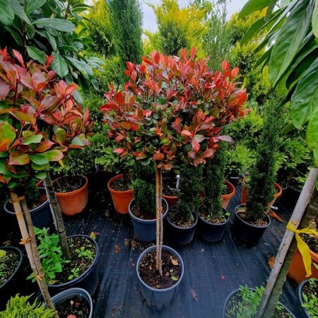 Photinia fraseri 'Red Robin' – tvar guľa