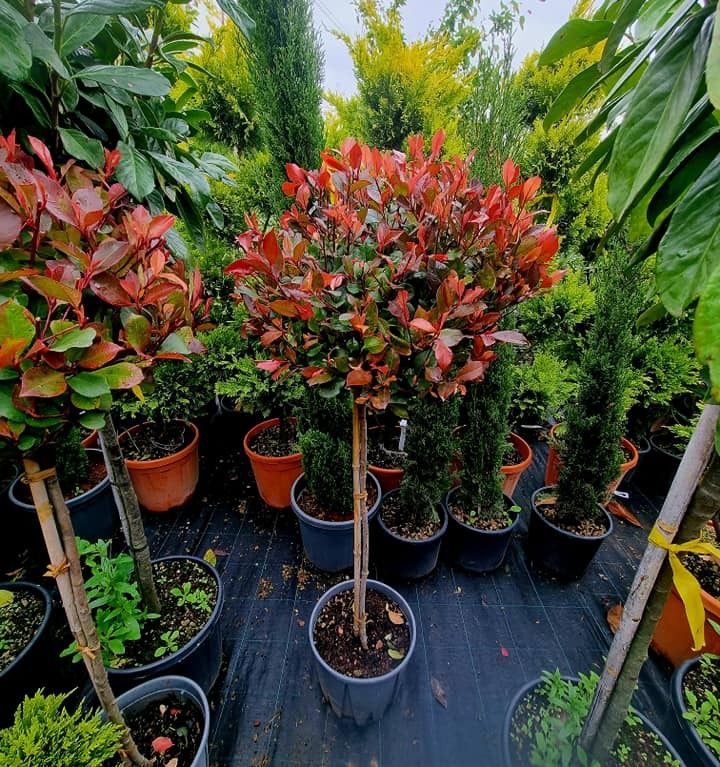 Photinia fraseri 'Red Robin' – tvar guľa
