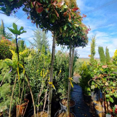 Photinia fraseri 'Red Robin' – vysoký kmienok (Co 25L, výška 270 cm, hrúbka kmeňa 06/08)