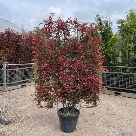 Photinia × fraseri 'Red Robin' – *tvarovaná stena v130 x š90 cm*