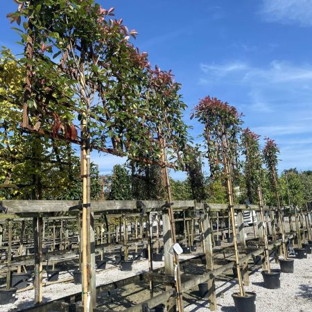 Photinia fraseri ‘Red Robin’ – špalier