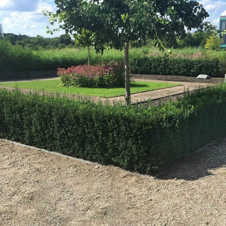 Taxus × media 'Hillii' – tís prostredný, samčia forma