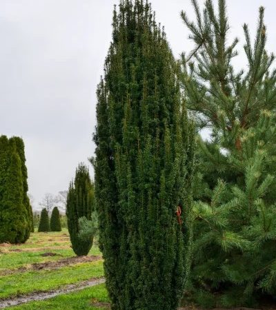 Tis obyčajný 'Fastigiata' (Taxus baccata 'Fastigiata')
