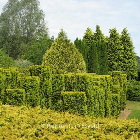 Taxus baccata 'Fastigiata Aurea'