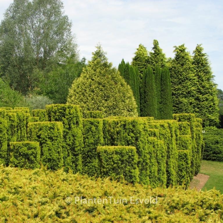 Taxus baccata 'Fastigiata Aurea'