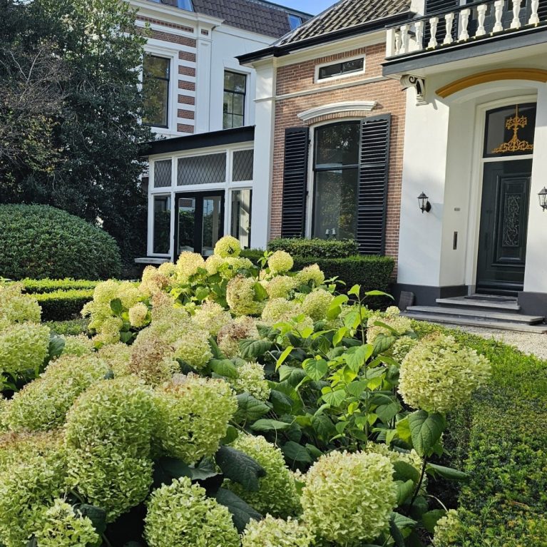 Hortenzia stromčekovitá 'Annabelle' (Hydrangea arborescens 'Annabelle')