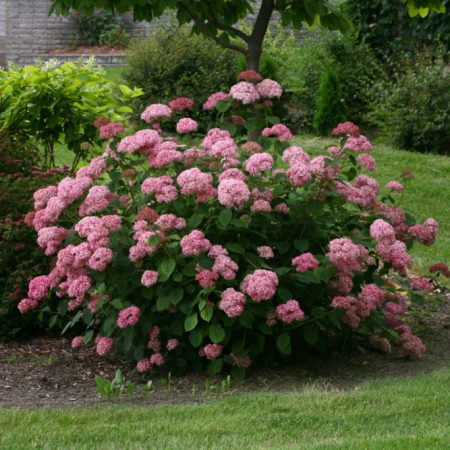 Hydrangea arborescens 'Pink Annabelle'