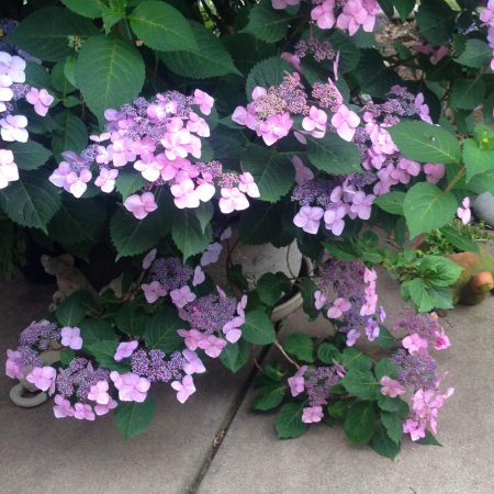 Hortenzia drsná 'Hot Chocolate' (Hydrangea aspera 'Hot Chocolate')