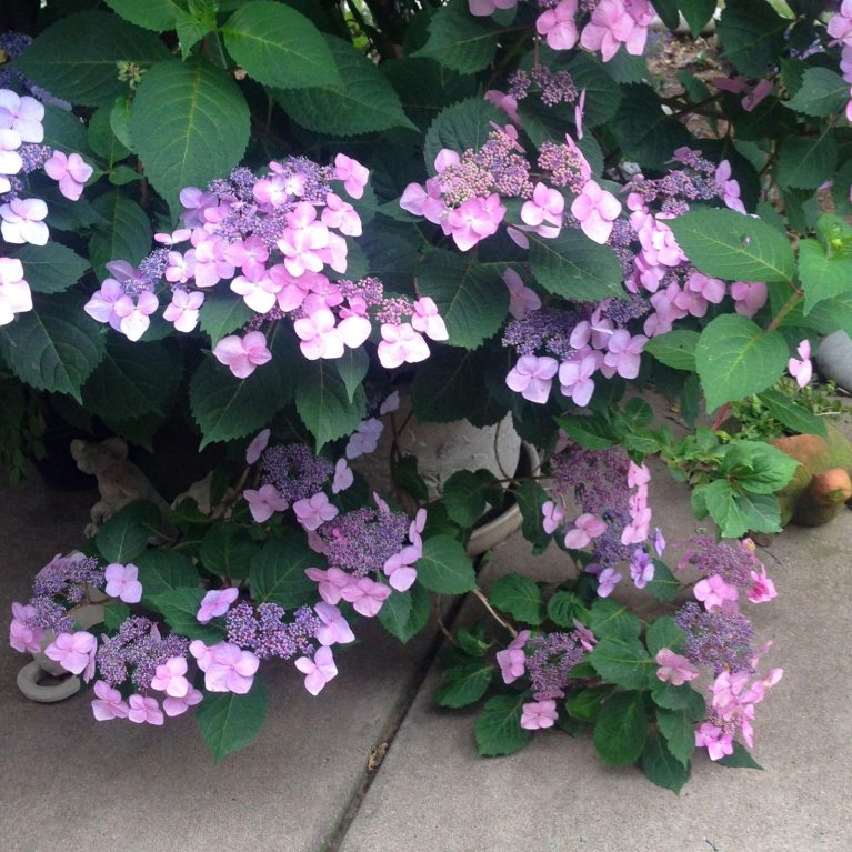 Hortenzia drsná 'Hot Chocolate' (Hydrangea aspera 'Hot Chocolate')