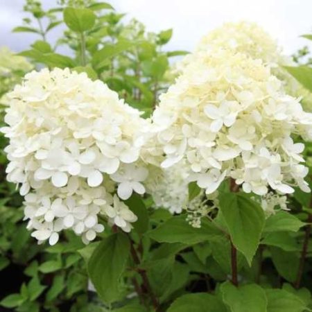 Hortenzia metlinatá 'Limelight' (Hydrangea paniculata 'Limelight')